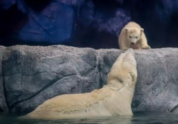 Saiba como visitar 1º filhote de urso-polar nascido na América Latina