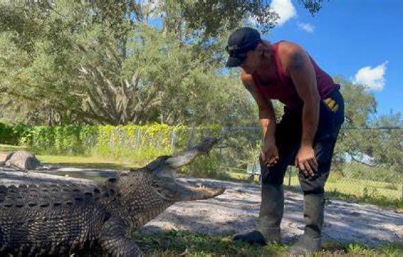 VIDEO: Pescador de Calama é Atacado por Jacaré e Enfrenta Luta pela Sobrevivência 